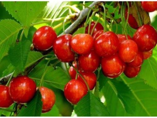 Liqueur cerises